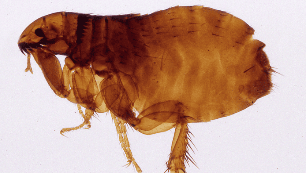 Understanding Fleas