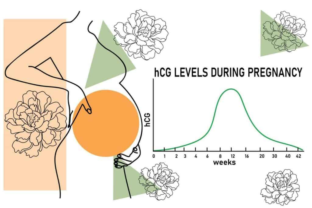Understanding HCG Levels