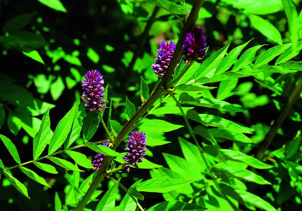 Licorice Root While Breastfeeding